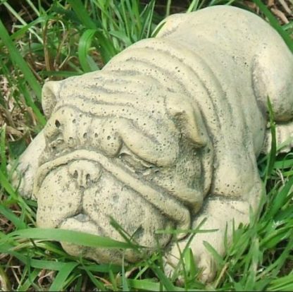 Hund Bulldogge Sparky