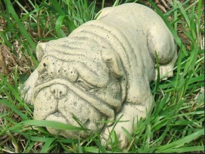 Hund Bulldogge Sparky2