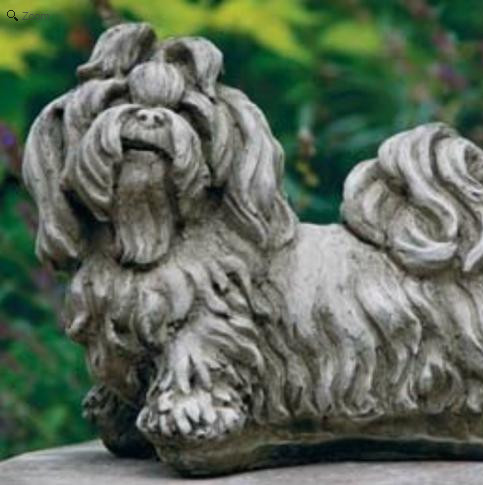 Hund Shi-tzu laufend Hund Shi-tzu laufend