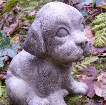 Hund Welpe Buddy
