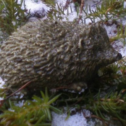 Igel mini C laufend