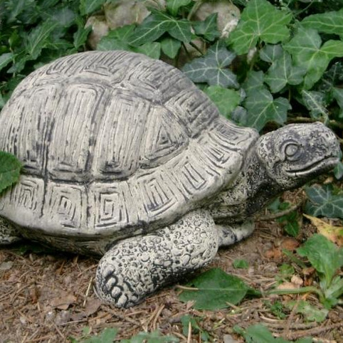 Schildkröte gross Schildkröte gross - Schildkröte gross