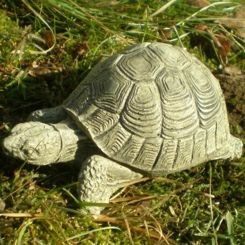 Schildkröte klein - Schildkröte klein