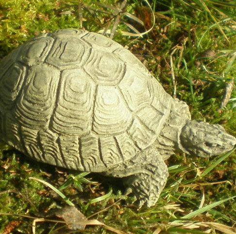 Schildkröte mini - Schildkröte mini