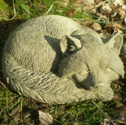 Waschbär "FAULER" schlafend